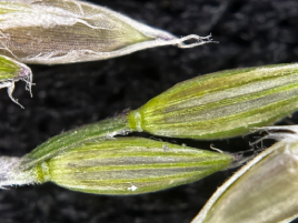 If we do not have a picture for this weed, or you can provide a better picture (scan, digital camera etc) please please e-mail it to us.