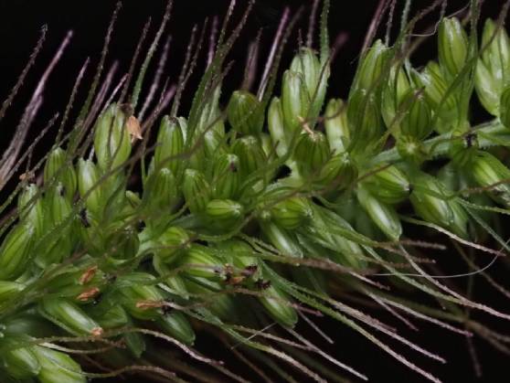 If we do not have a picture for this weed, or you can provide a better picture (scan, digital camera etc) please please e-mail it to us.