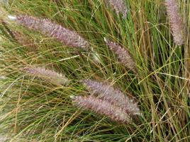 If we do not have a picture for this weed, or you can provide a better picture (scan, digital camera etc) please please e-mail it to us.